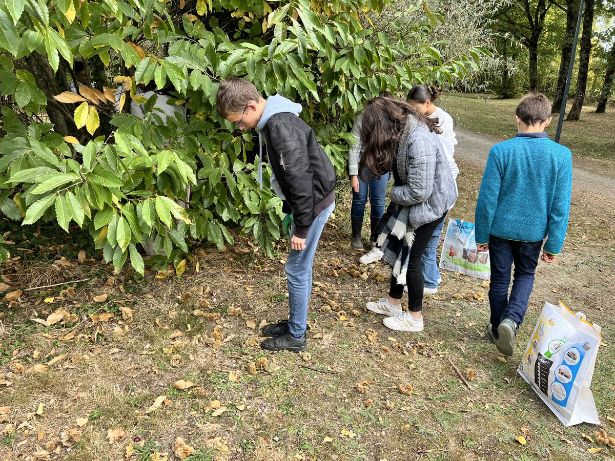 Action des #ecodelegues du [clg Les Rochers Sévigné] ce midi, accompagnés d’enseignants et de notre CPE, Mme Vettier : récolte des légumes ds le potager pédagogique et de châtaignes en bordure du collège. 
🔜 Valorisation des produits par notre cheffe de cuisine ! 👍