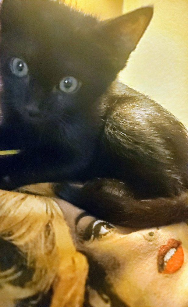 Midnight Barnes/Winchester 🇵🇸 tweet media