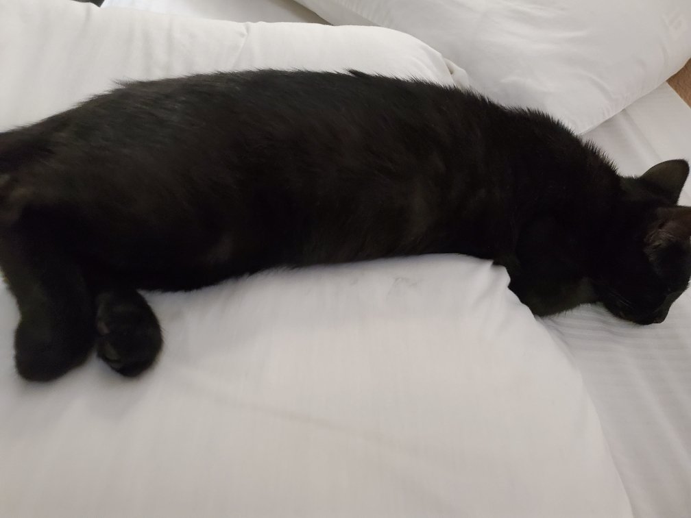 Midnight Barnes/Winchester 🇵🇸 tweet media