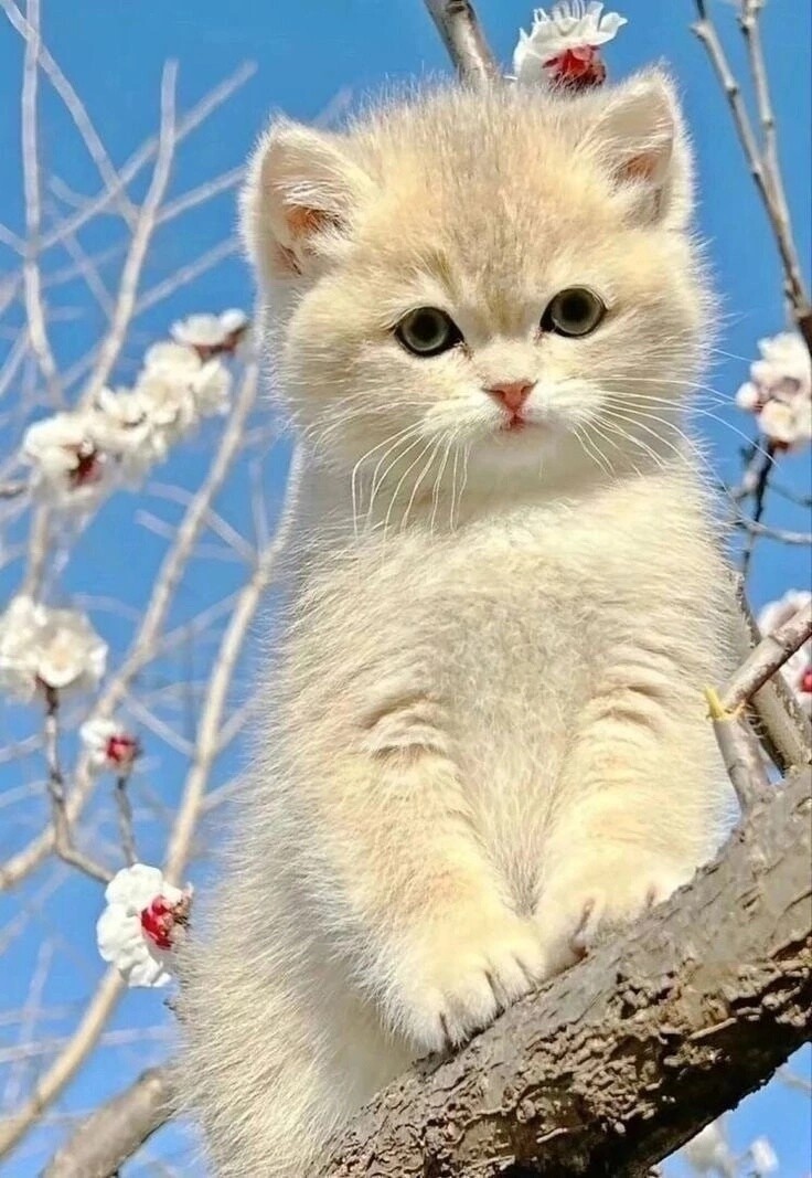 <a href="/Niki35598504/">NatashaZ🇷🇺</a> Лапа какая😻Доброе утро,Наташа🤗👋