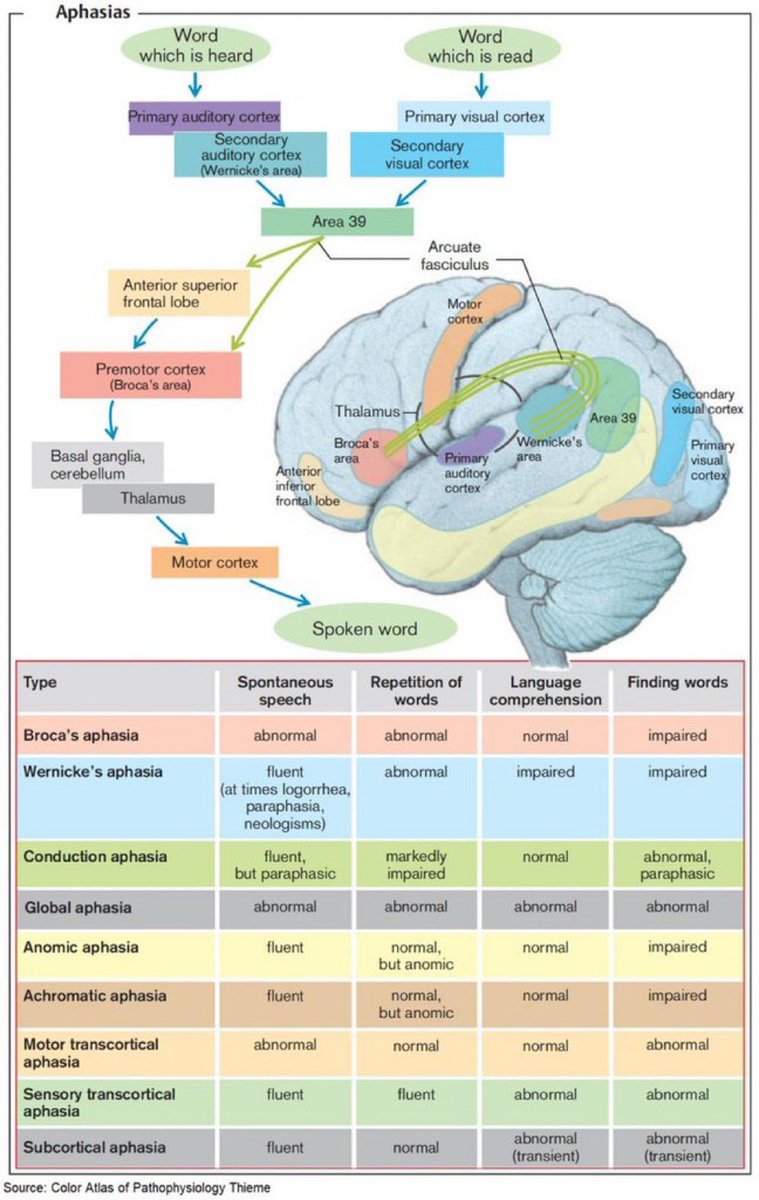 __mnemonics's tweet image. Types of aphasia in simple way 🧠:

الحُبسة aphasia هي فقدان جزئي أو كلِّي للقدرة على التعبير أو فهم اللغة المنطوقة أو المكتوبة. وهي تنجم عن تضرُّر مناطق الدماغ التي تتحكَّم في اللغة

#neurotwitter 
#neurology