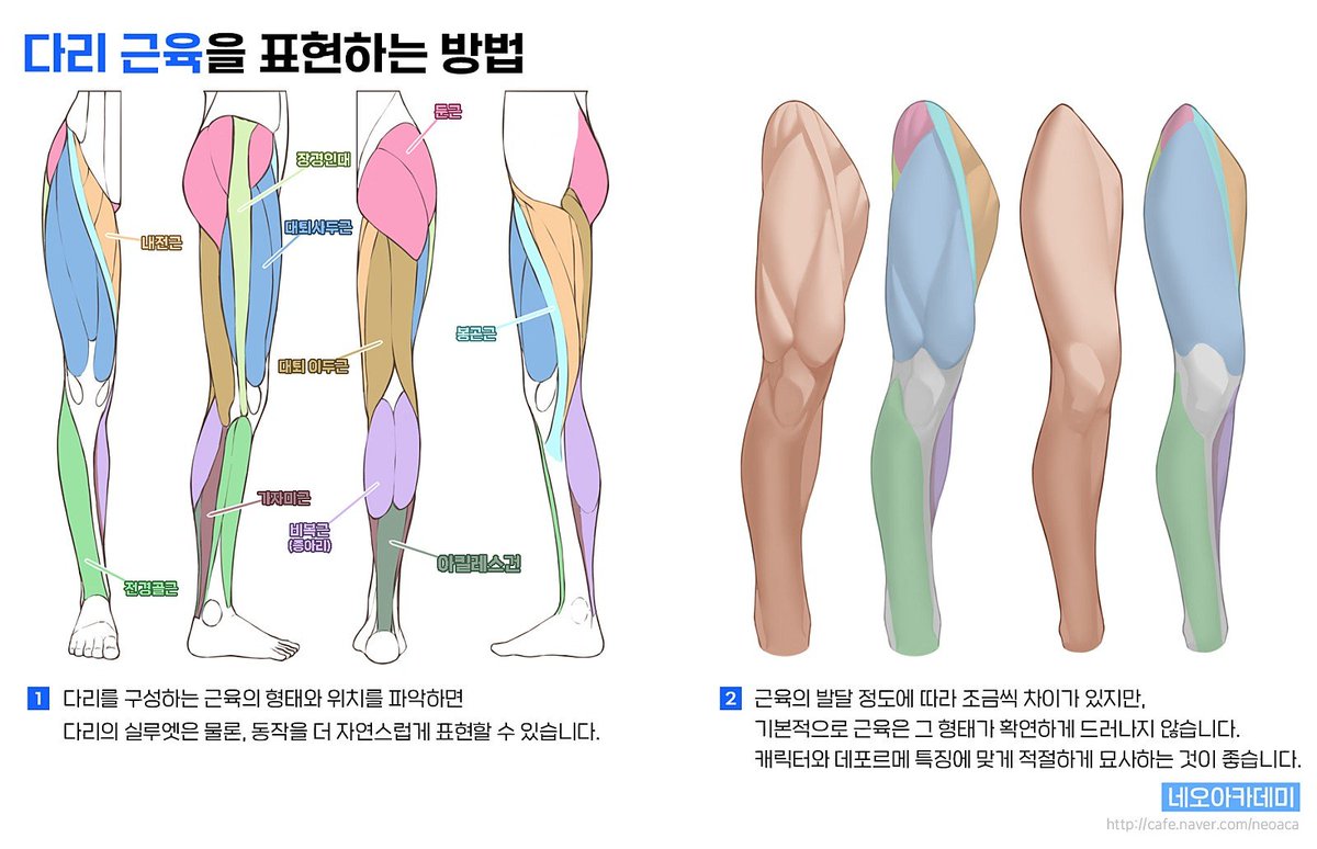 다리 근육 다이어그램 후방