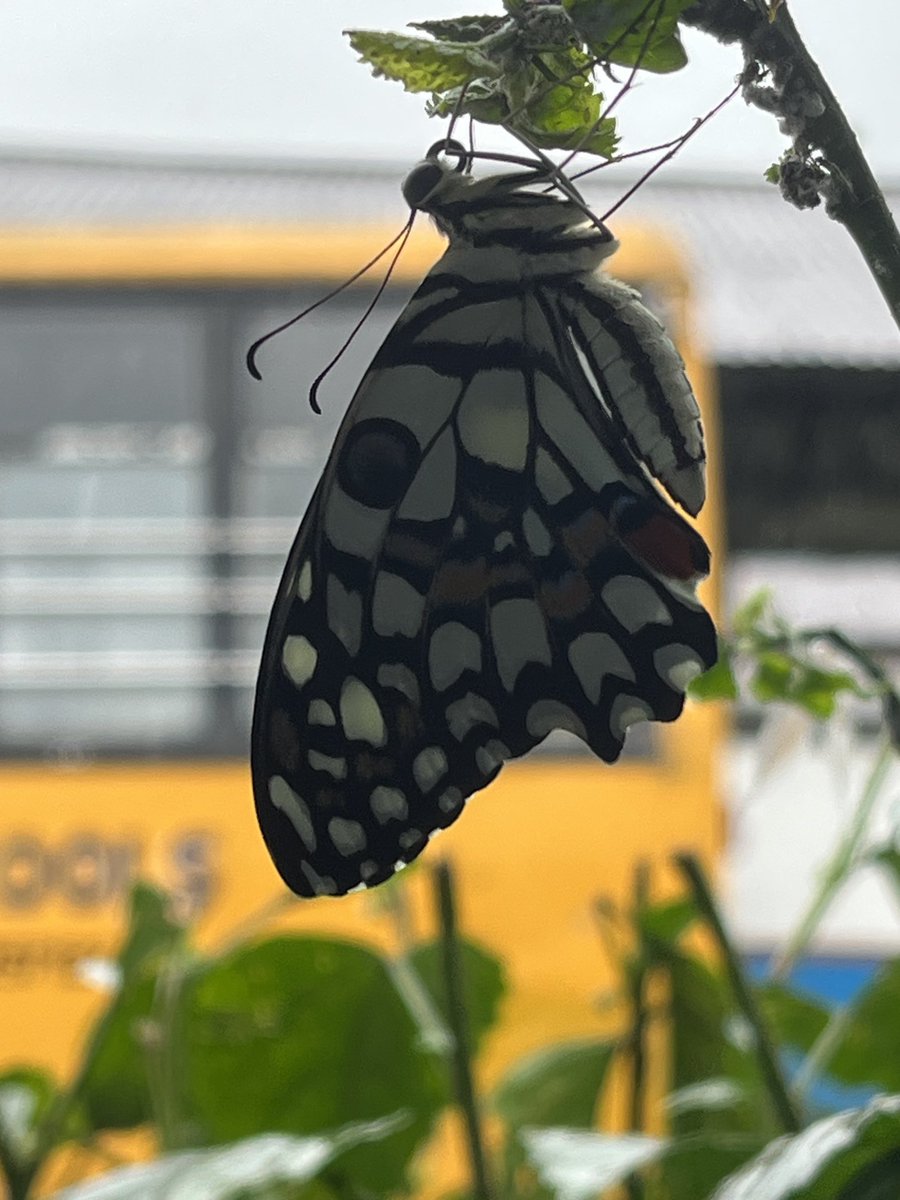 BhakatMeena's tweet photo. तितली आई बस में चढ़ीं 🦋 
#Titlituesday 
#Indiaves 
#Thephotohour 
#mobileclick 
#Twitternaturecommunity https://t.co/yMVbGhbD6b