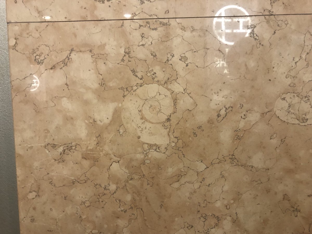 RekiTabiJapan's tweet photo. ［Ammonites in Osaka]
The pillars in the central concourse of Osaka Station are made of "Rosa Perlino" marble, where ammonite fossils can be found.

大阪駅でアンモナイト発見！
中央コンコースの大理石で。

#大阪 #大阪駅 #アンモナイト #化石 #osaka #osakastation #ammonite #fossil https://t.co/ZRiHAmzMsb