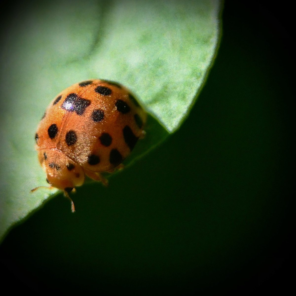 Spring Day 47 - Always nice to meet another hairy lady in the garden 😃🐞  #28spottedladybird #macrophotography #ladybug_macro #ladybird #insect #gardening #gardeningaustralia #abcmygarden #insect #macro #nature #insects #macrophotography #insectphotography #abcmyphoto