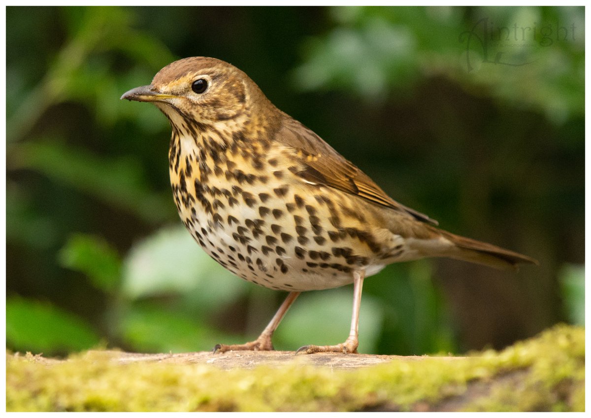 Cynthia the Song Thrush #TwitterNatureCommunity #birdphotography #wildlifephotography @Natures_Voice