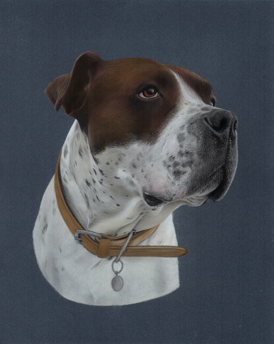 'Bruno' pastel portrait
Stage 4 of 5

Now his spotty markings are drawn in, this portrait has become so much more Bruno. I am not that aware of them usually, but when they were missing their absence was definitely felt. 

#americanbulldog #pastel #dogportrait #bruno #dogart