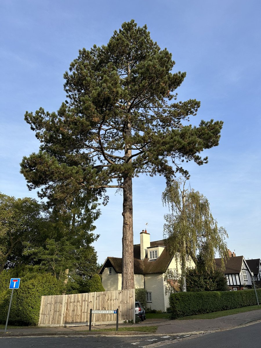 asheaster's tweet photo. Tree of the day, @campbellclaret ? In Letchworth Garden City, Hertfordshire https://t.co/omK6ZyunVU