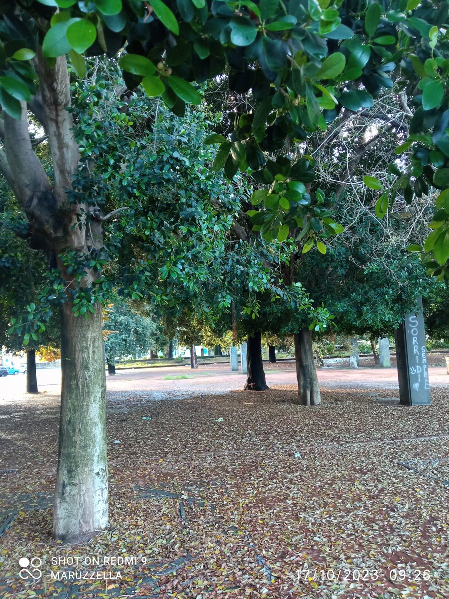 Il tappeto più bello 🍂
Buongiorno...❤️
#16ottobre Napoli