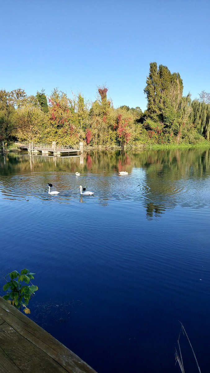 agatha_nat's tweet photo. In #restera per cercare di mandare nell'oblio tutte le rotture di questa settimana ma soprattutto tutte le brutture di questo mondo.
[ancora non ci sono molti colori autunnali] https://t.co/2oG0OKpg0j