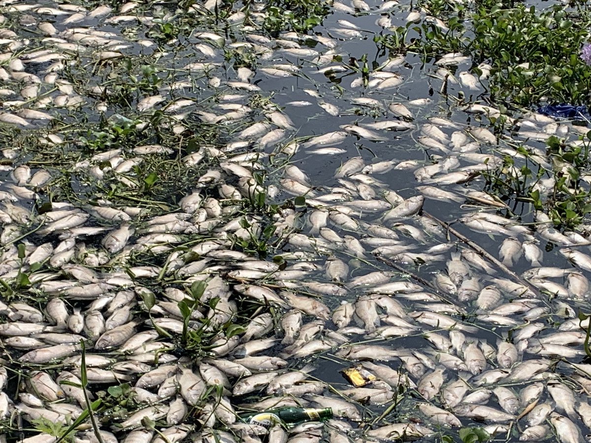 jagadishreddyx's tweet photo. Fish kill reported from Varthur lake apparently due to recent diversion channel breach carrying raw sewage in the KC valley! Breach apparently a handy work of water tanker mafia. The borewells around the depleted due to excessive extraction ground water. https://t.co/3G04CYv2Md