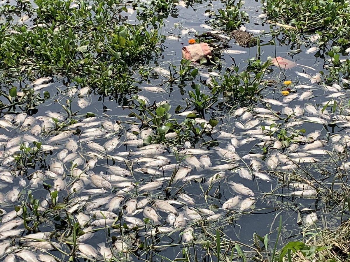 jagadishreddyx's tweet photo. Fish kill reported from Varthur lake apparently due to recent diversion channel breach carrying raw sewage in the KC valley! Breach apparently a handy work of water tanker mafia. The borewells around the depleted due to excessive extraction ground water. https://t.co/3G04CYv2Md