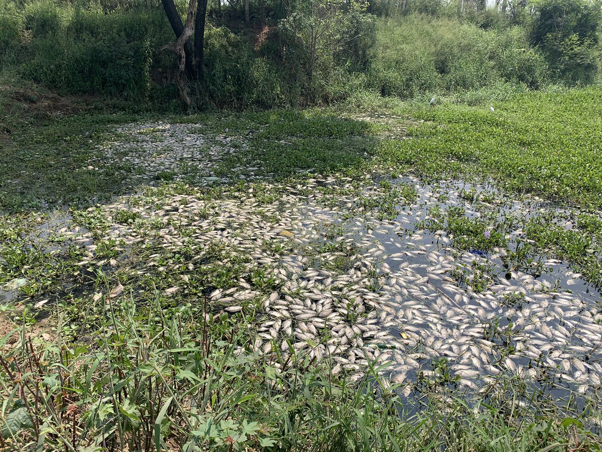 jagadishreddyx's tweet photo. Fish kill reported from Varthur lake apparently due to recent diversion channel breach carrying raw sewage in the KC valley! Breach apparently a handy work of water tanker mafia. The borewells around the depleted due to excessive extraction ground water. https://t.co/3G04CYv2Md