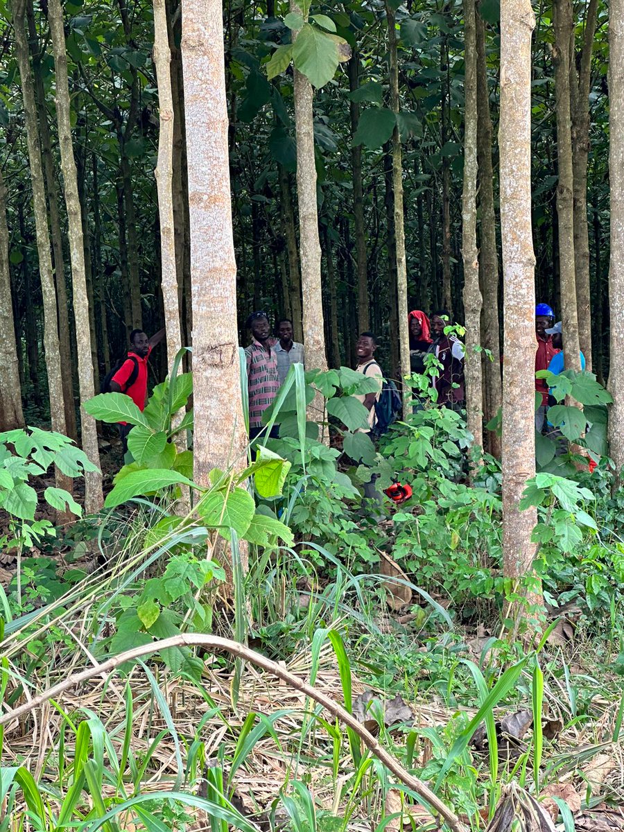 Our new Operations Manager, Robert, has been spending time with our pruning teams on the #plantations.
Pruning promotes growth & involves the removal of lower branches, allowing for the early formation of clear knot-free #timber.
#reforestation #forest #silviculture #Teak #jobs🇬🇭