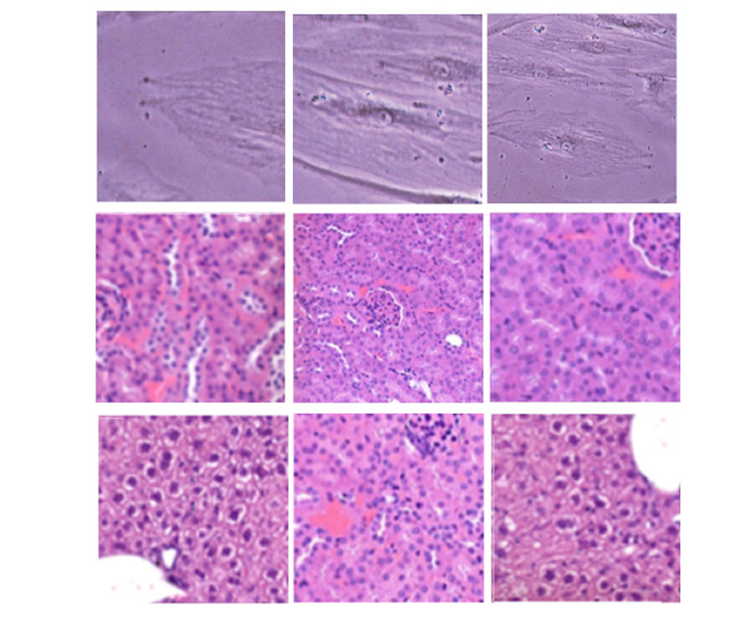 Proofig's tweet image. Take a look at this image. 

Can you spot the duplication?  

Proofig can.  

#AITools #Proofing