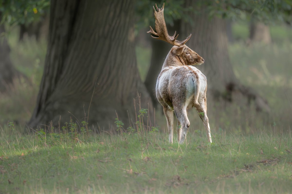 SW_PhotoNature's tweet photo. ‘The Master’
@HolkhamEstate #rutt #fallowdeer #buck #deer #Autumnwatch #BBCWildifepotd #bbccountryfilemagpotd #Norfolk #Norfolkcoast #wildlifephotography https://t.co/Df3ps9IQK2
