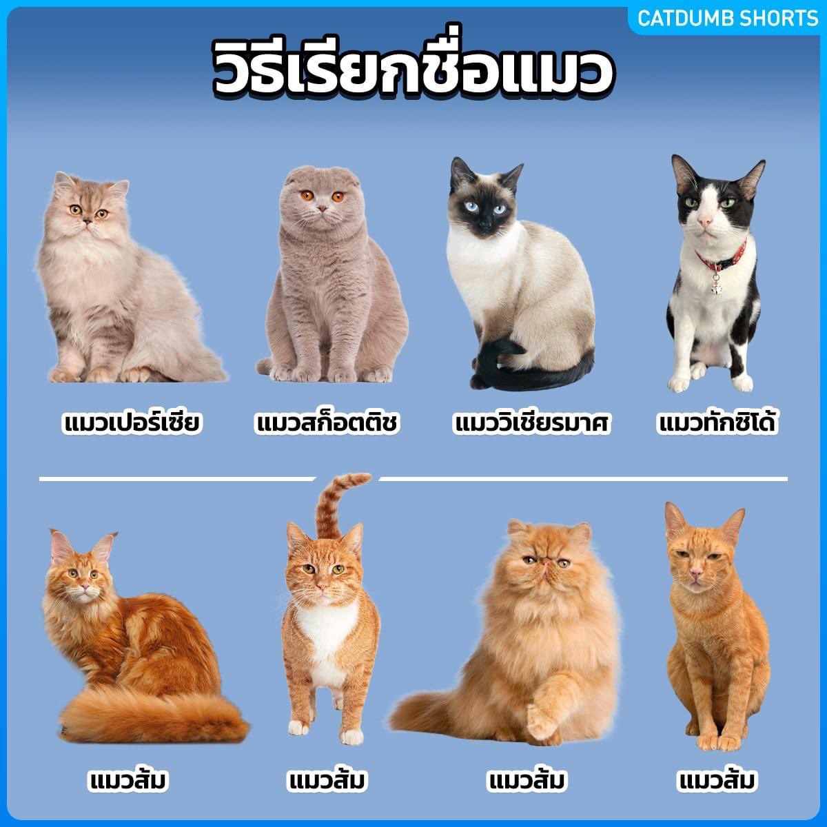 คือผมต้องทราบไหม 🐈‍⬛ tweet media