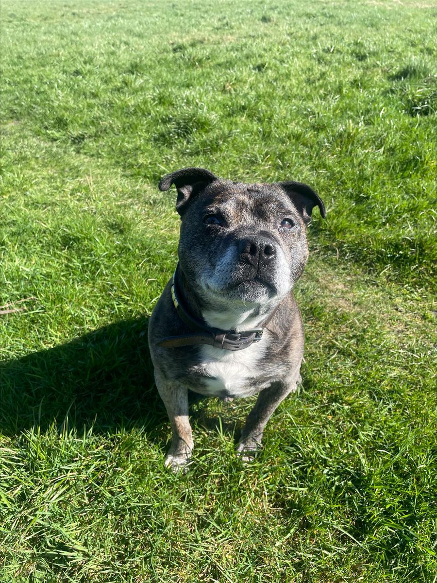 Please retweet to help Scooby find a home #LANCASHIRE #UK
Staffordshire Bull Terrier aged 13!! 
Sadly his owner as passed away.  He is looking for a quiet adult home as the only pet.  Please give him an extra share 🌟  
DETAILS or APPLY👇
bleakholt.org/lancashire-ani…
  #dogs…