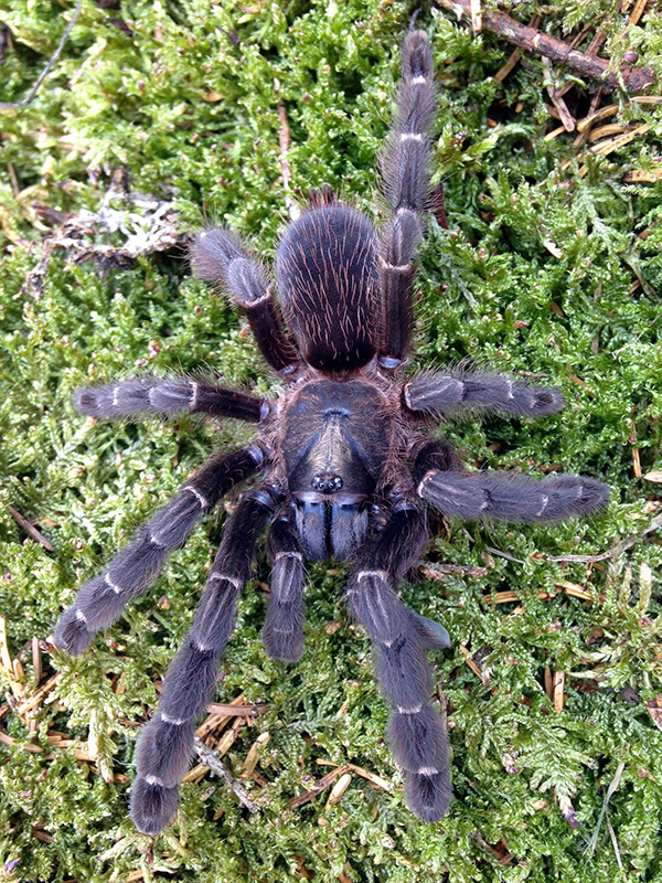 TheSpiderShop tweet media