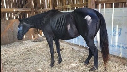 loading_player1's tweet image. We are almost halfway there! Thank you all who have already donated! Remember if you can't donate then sharing is just as powerful!

#animal #GoFundMe #horse #AnimalRescue #gofundmedonations

Please support my GoFundMe campaign: gofund.me/5d842d1b #GoFundMe