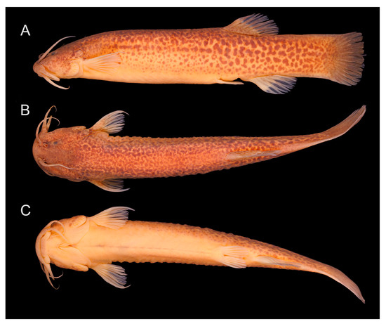 Fishes_MDPI's tweet photo. #FishesMDPI #NewPaper #FeaturePaper in 2023!
"#MolecularPhylogeny, #Taxonomy and #DistributionPatterns of Trichomycterine #Catfishes in the Middle Rio Grande Drainage, South-Eastern Brazil (Siluriformes: Trichomycteridae)" by Wilson J. E. M. Costa et al.
https://t.co/LkADWSEbOx https://t.co/AJlbyENFVz