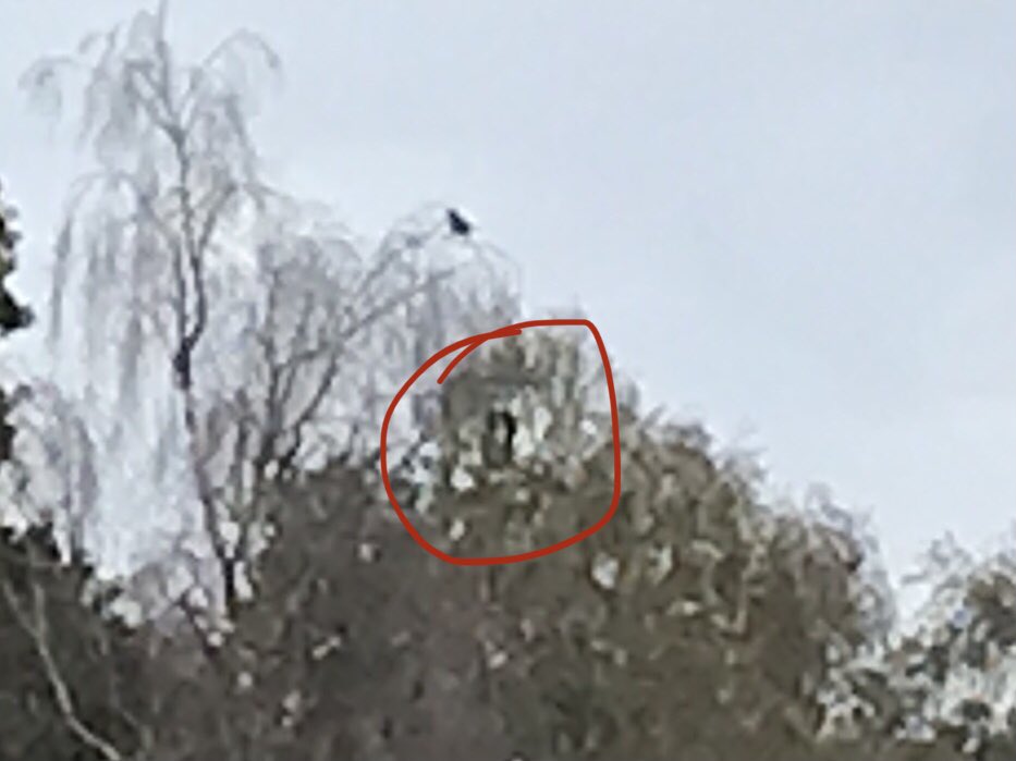 When you pop out for a walk, stumble across an osprey but don’t have a proper camera with you! 🤦‍♀️ It is sitting in a tree in this pic, honest - views through binoculars were great 😂 It was flying around Cannop Ponds in the #ForestofDean yday, being mobbed by crows #glosbirds