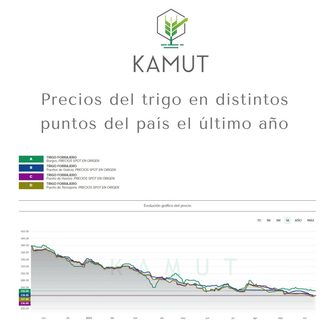 KamutApp's tweet photo. Parece que se afianza la tendencia bajista del trigo.

https://t.co/AdZFdziYsh

#agricultura #pasionporlaagricultura #campo #nature
#tierra #cultivo #cereal #trigo #cebada #maíz #soja https://t.co/OhShMdNe1a