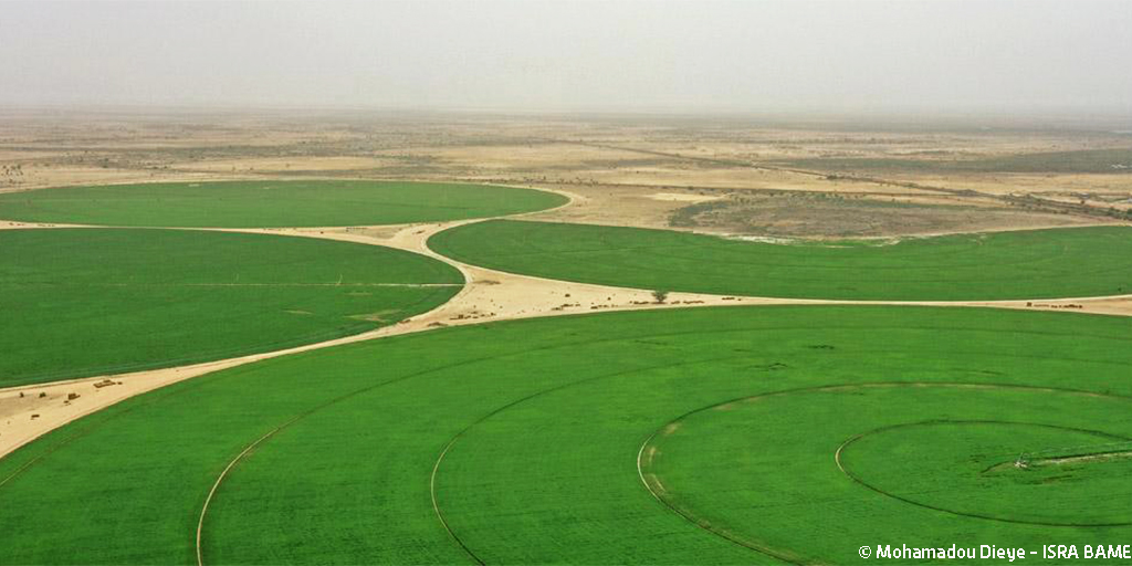 Le #Cirad et ses partenaires analysent les dispositifs d'observation des dynamiques foncières au #Sénégal 🇸🇳pour améliorer leur impact. 
Des recherches pour documenter les acquisitions foncières et leurs conséquences socio-économiques et environnementales👉cirad.fr/espace-presse/…