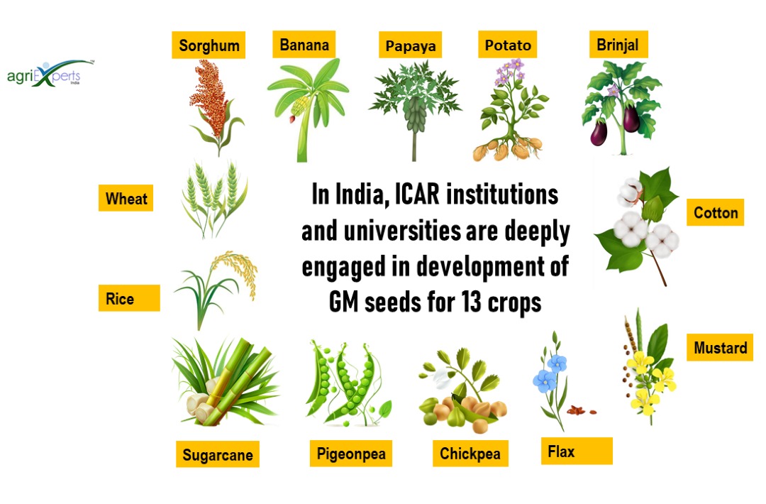 AgriExperts's tweet photo. In India, #ICAR institutions and universities are deeply engaged in development of GM seeds for different traits such as #biotic and #abiotic stress tolerance, yield and quality improvement in 13 crops.
#GMO #CPRI #IIPR #NIPB #NRCB #GMProducts https://t.co/MbqPVI9J5X