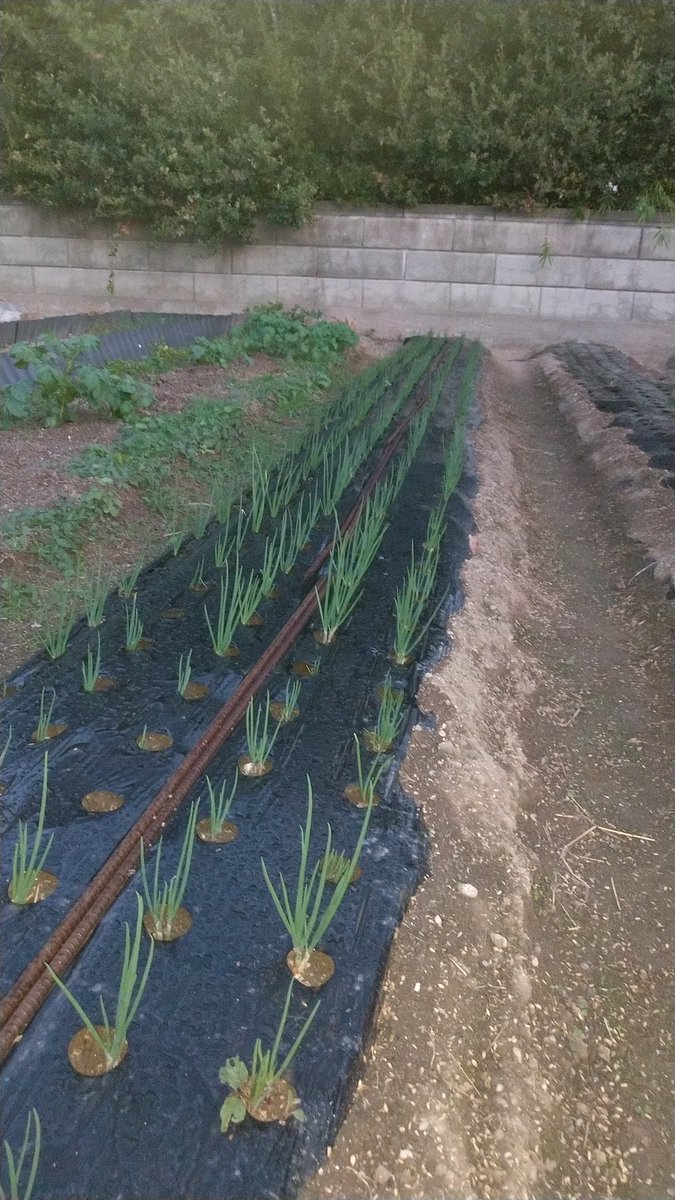 わけぎが、はえそろいました