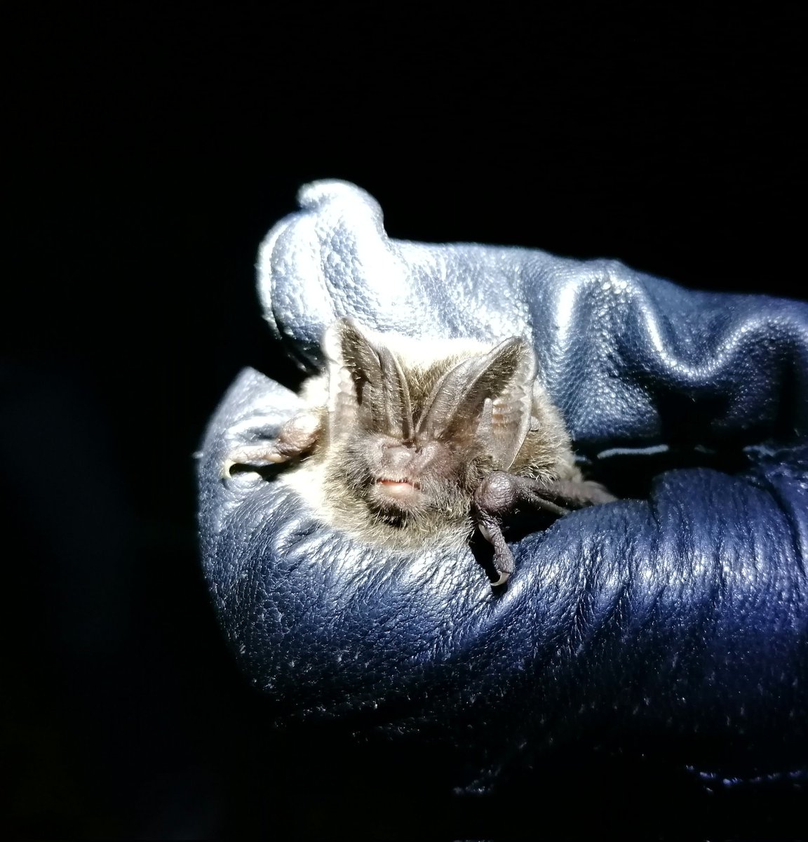Oh go on then. It's also great when you get to use your new gloves. @_BCT_ @wiltsbg