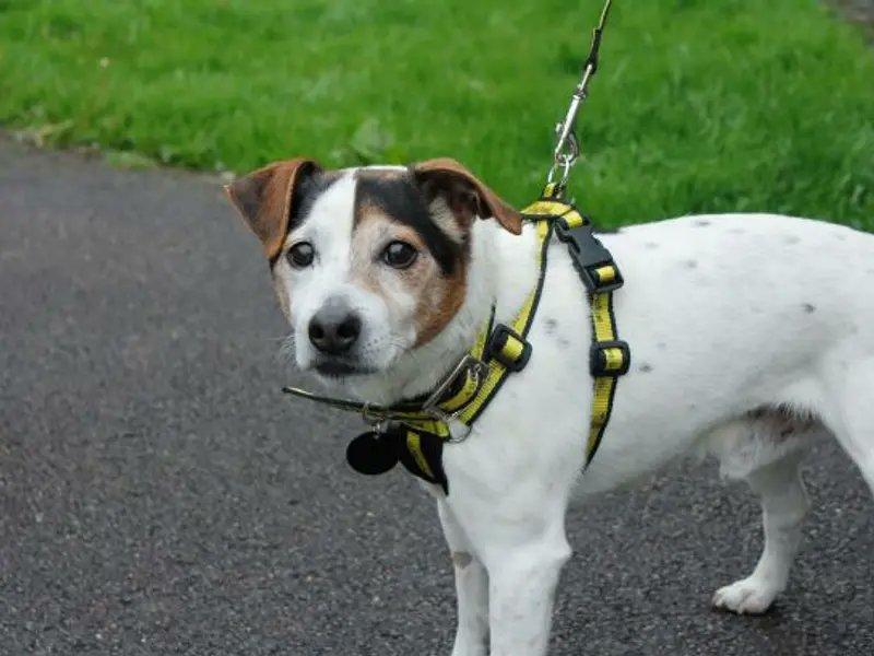 Alf is currently enjoying foster life but would love to find his forever home soon! This sweetheart is very affectionate and enjoys a good belly tickle. He still likes to go for his walks and will do anything for a treat💛 @DT_Bridgend📍 bit.ly/3PY8o1Z