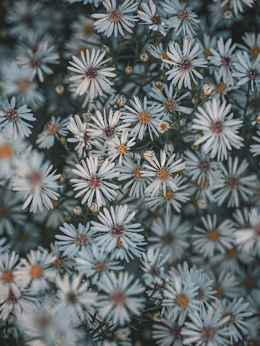 noco｜花の写真家 tweet media