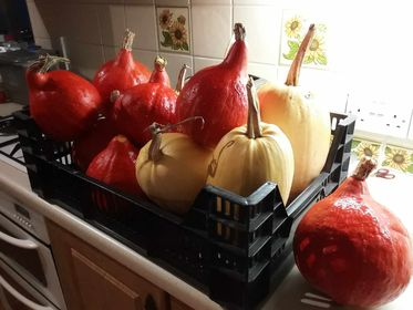 JustSeedLtd's tweet photo. It's that time of year for the pumpkin / squash harvesting, what do yours look like, big, small, smooth, ugly?
This is the harvest from one of our customers. https://t.co/yXaT4Vrnyt