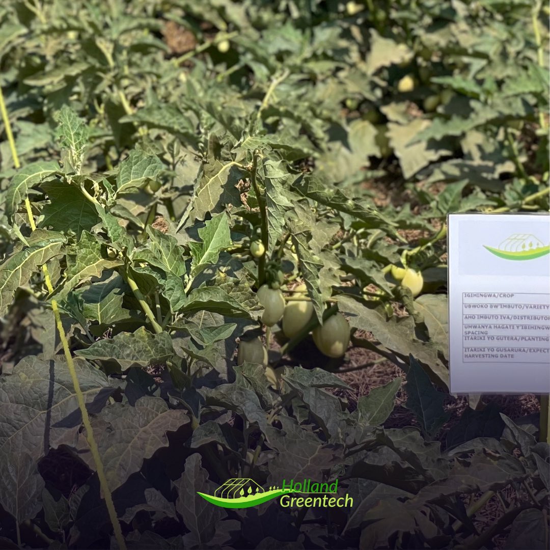 HGTRwanda's tweet photo. 🎙#KnowYourVariety🎙
#BenueRZF1(90-301)
- Sweet #AfricanEggplant
- Oval shape
- Early and high yield potential/ Very productive
- Attractive white cream color
- High quality fruit
#AchieveTheNextStep in #Horticulture
📲0781449656 https://t.co/HFNQ8MDDz0