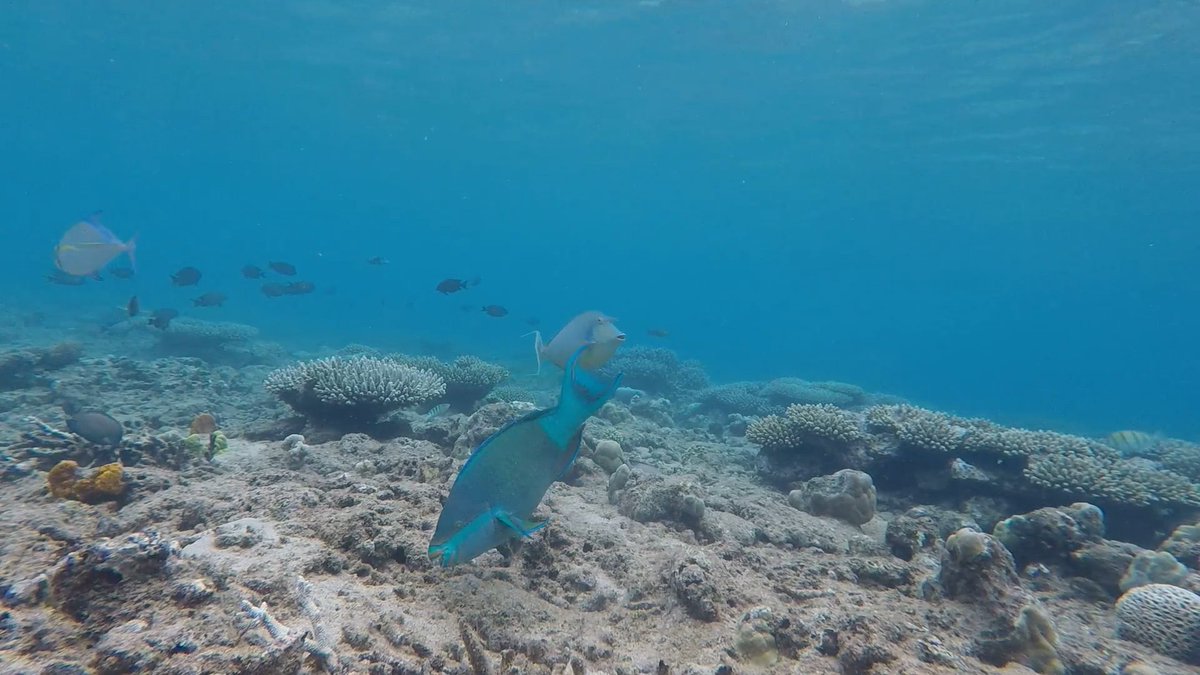 Camille Magneville tweet media