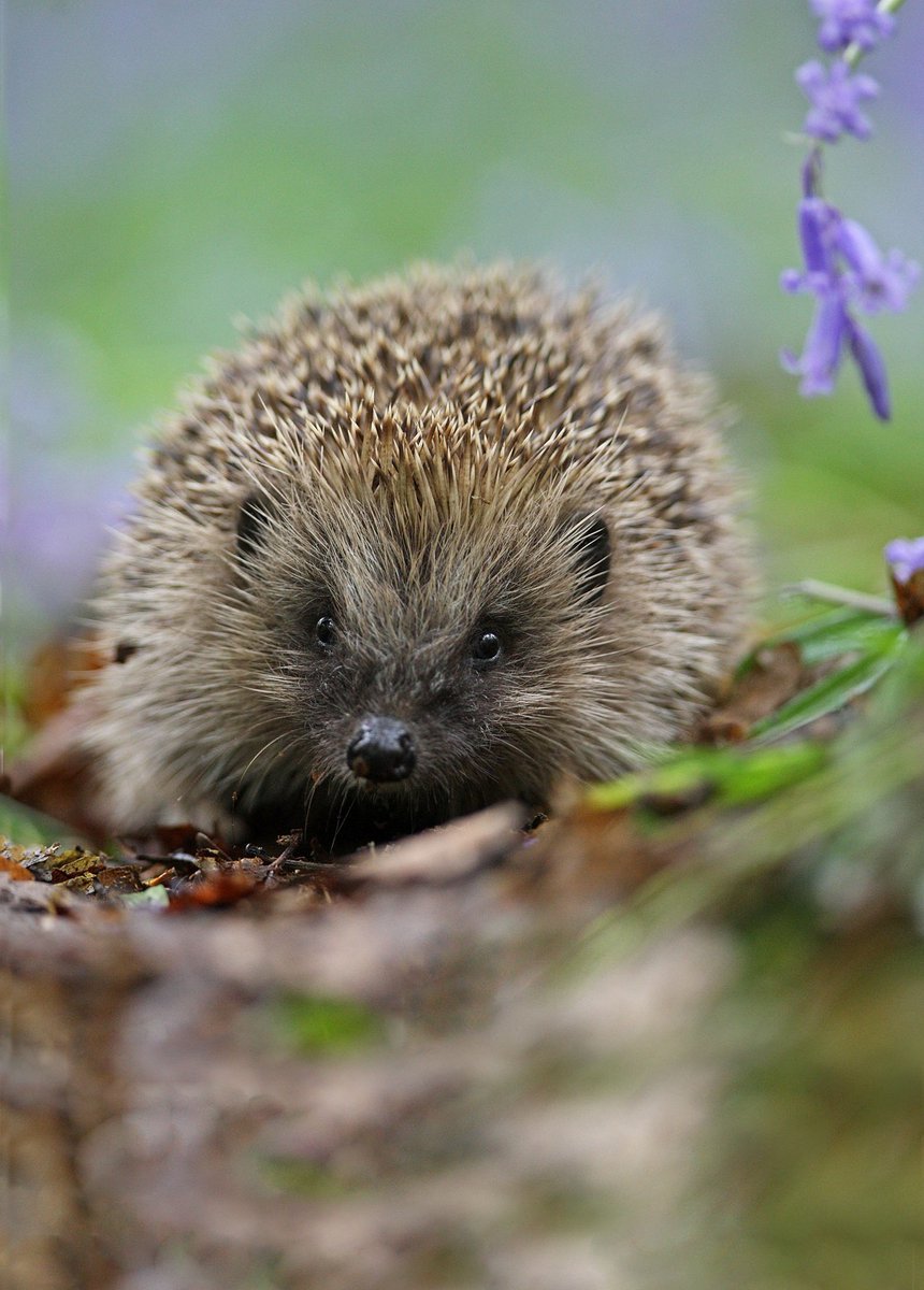 Hedgehogs are looking for places to hibernate. You can help them by leaving an untidy corner in your garden to nest in, allowing gaps in your fences so they can roam and ditch the slug pellets and pesticides too. They'll reward you by being your garden's cutest pest controller!