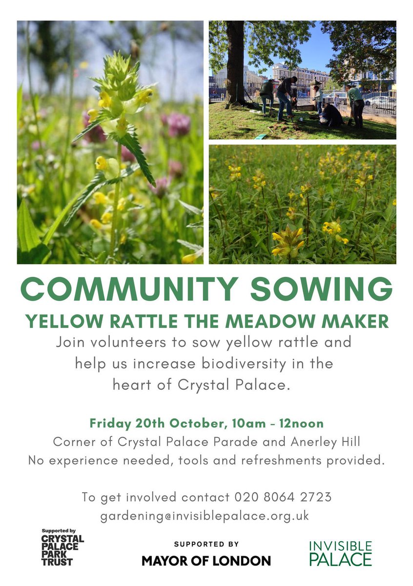 Join us this Friday 10am-12pm to sow Yellow Rattle in Crystal Palace Park - all welcome! Yellow Rattle is a semi-parasitic plant that will help to weaken the grass and create space for wildflowers to increase biodiversity. All tools & refreshments provided. See you there! #SE19