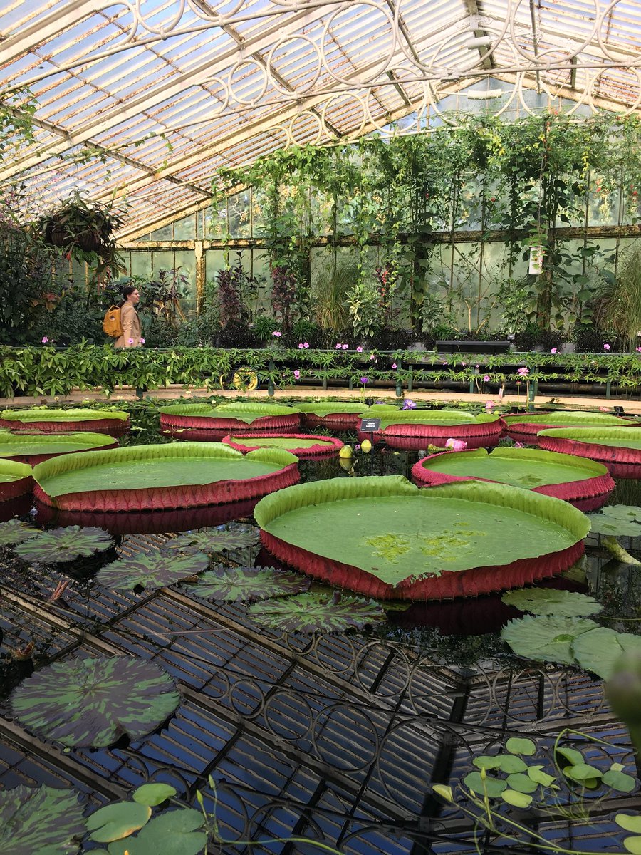 cfe_mycolab's tweet image. The cure for post-#SOTWPF Symposium blues? A morning visit to the gardens! Here're some photos taken last Sunday @kewgardens