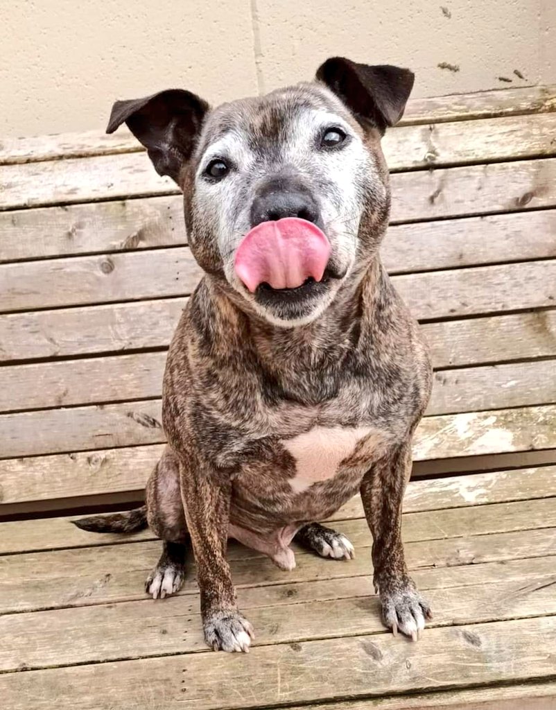 Senior Staffy Club Dog Rescue tweet media