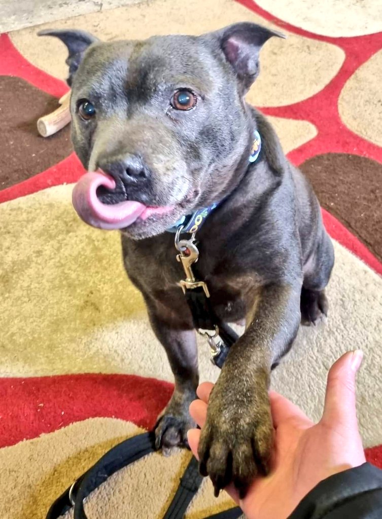 Senior Staffy Club Dog Rescue tweet media