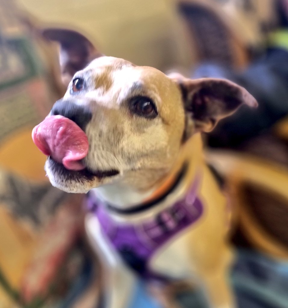 Senior Staffy Club Dog Rescue tweet media