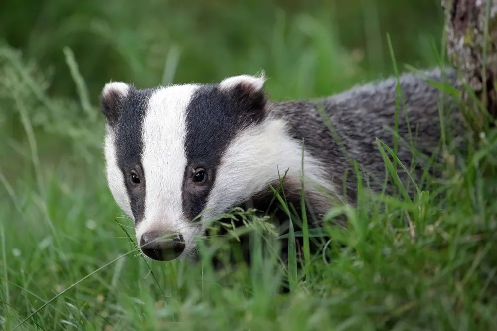 ProtectTheWild_'s tweet photo. BREAKING:  Labour promises to end badger cull in England 

Shadow farming minister says party 
would eradicate bovine TB using a range of other measures https://t.co/x74OOpI7ox