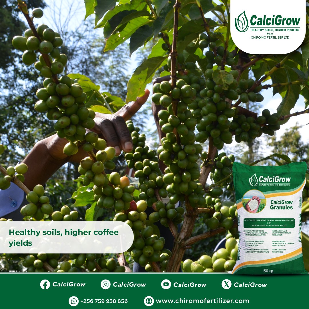 CalcigrowGranul's tweet photo. Benefits of #CalciGrow to Coffee crops include;
✅Boost photosynthesis
✅ Enhance nitrogen uptake
✅ Improve nutrient absorption
✅ Aid in nutrient translocation
✅Vital for plant tissue production
For orders call 0733 800 006 | 0735 800 500 | https://t.co/U8RZHy0Znz https://t.co/ya88HHG4A0