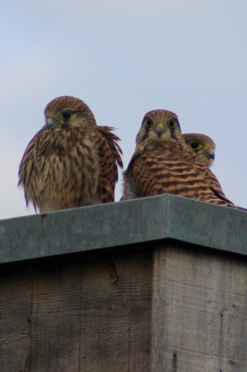Zelf bouwt de torenvalk geen nest. Daarom helpen we de natuur een handje. We hebben vorig jaar een nestkast voor de torenvalk geplaatst aan onze natuuroever in #Buitenhuizen. Met geweldig nieuws! Een paartje heeft dit jaar kleintjes gekregen in de nestkast!🐥 #natuurlijkdichtbij