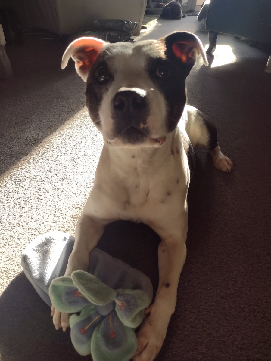 Breaking news!! Dog writes children's book to raise money for rescues. Buy his ingenious doggy creation from:
seniorstaffyclub.co.uk
thisismichellecamm2020.co.uk