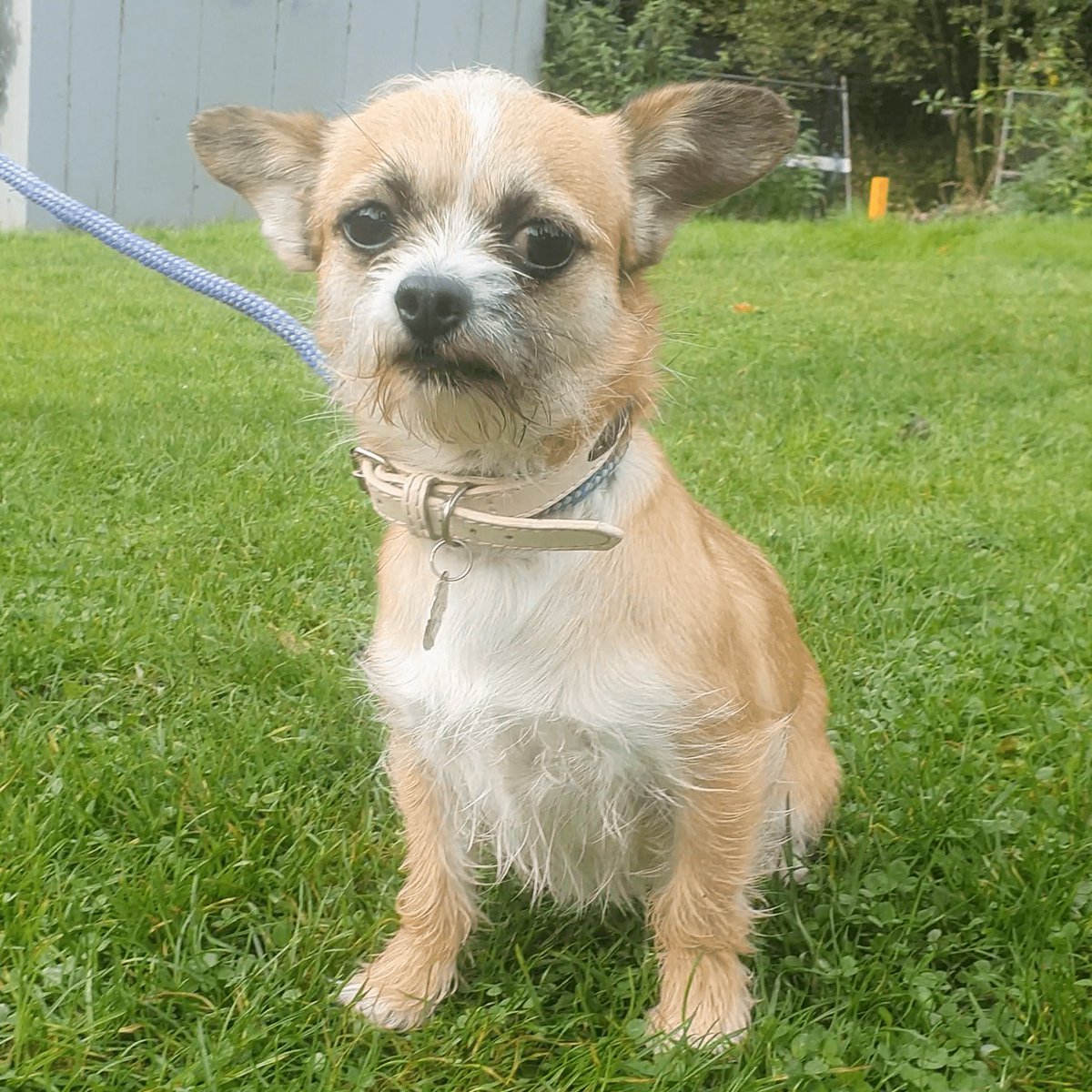 Please retweet to help Sally find a home #MANCHESTER #UK 

Small crossbreed aged 8 months, found as a stray. 
Now looking for a loving home, she may be able to live with another dog. Please contact the shelter for more information. 
DETAILS or APPLY👇
dogshome.net/dog-for-adopti…