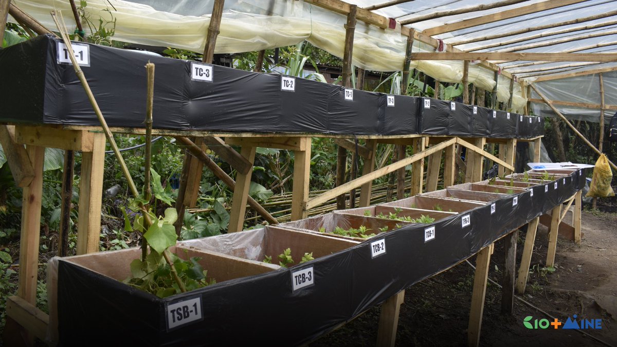 bioplusmine's tweet photo. The mesocosm experiment is conducted at the screenhouse constructed at the Bugtong Family Farm in Sto. Niño, Tublay.

#BioPlusMine

@NHM_Science @ESEImperial https://t.co/RMX9oWozV5
