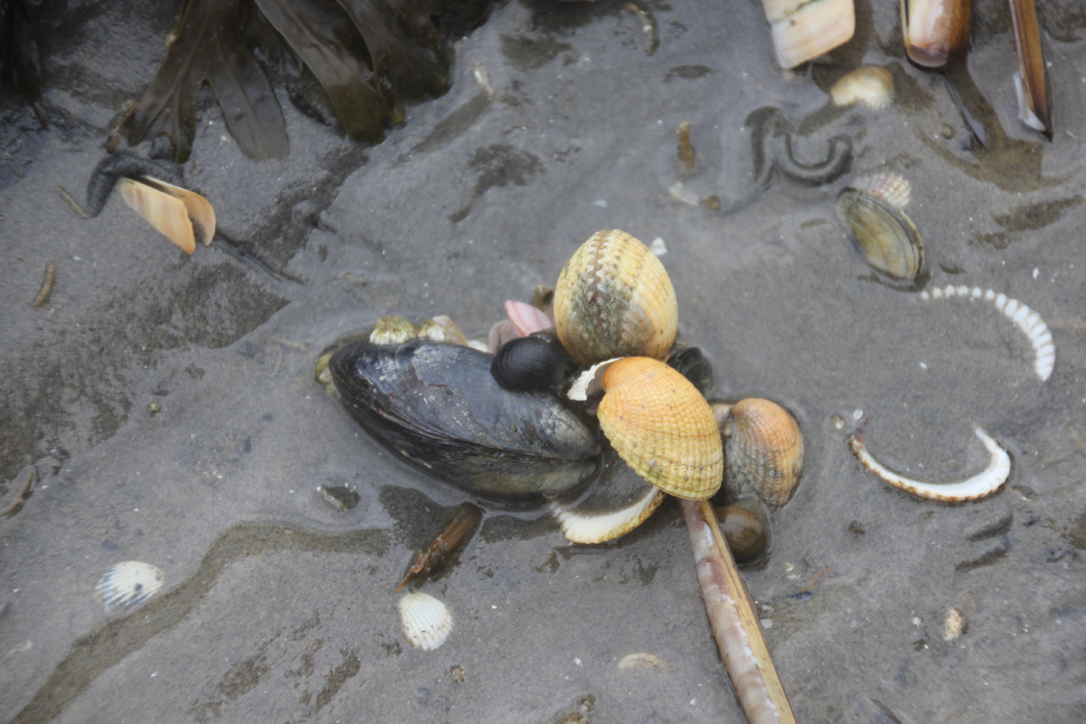Eet WAD mee met het Werelderfgoedcentrum Waddenzee. Tijdens deze unieke boottocht op de Waddenzee ga je op ontdekkingstocht op de drooggevallen Waddenzeebodem. Terug aan boord staat een smakelijk Waddenbuffet voor je klaar. waddengoud.nl/waddengoud-jou… #waddengastronomie #lauwersoog