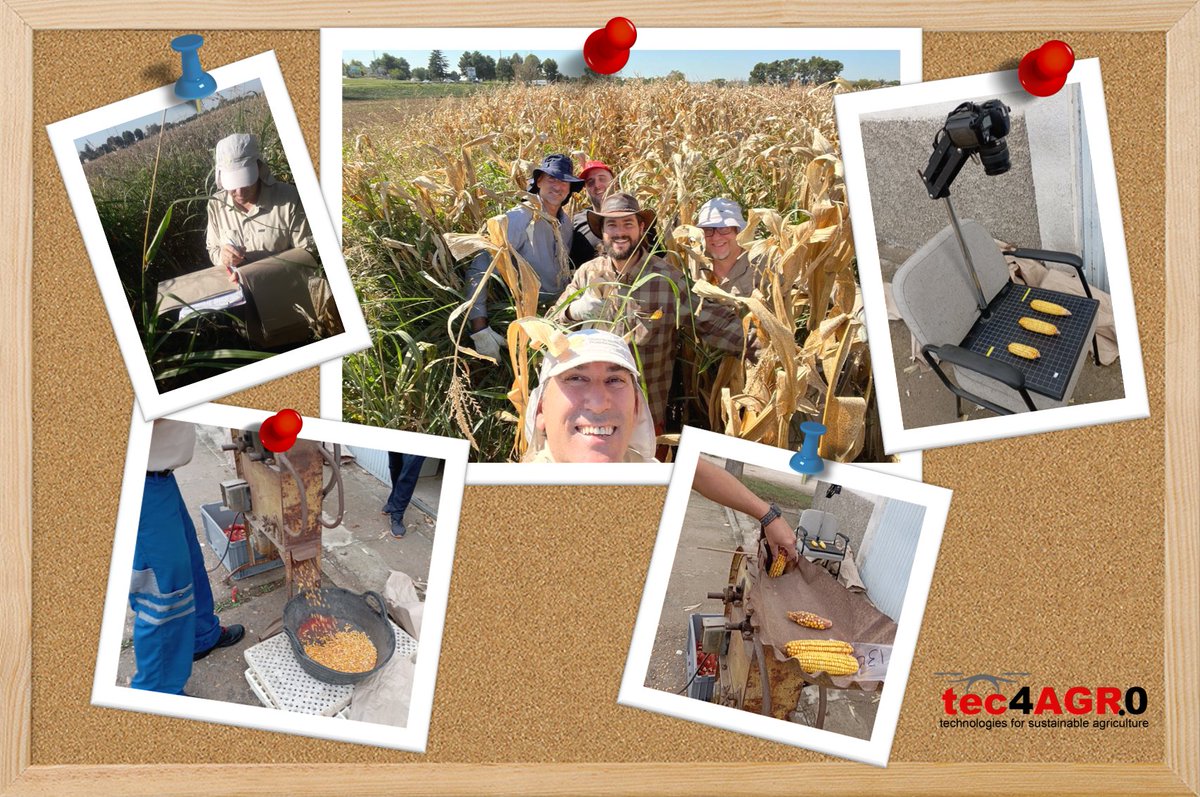 tec4agro's tweet image. Sacamos a pasear la parte más #agro🚜 (y un poquito tec 📷) en nuestro ensayo de #sorgo y #maíz 🌽 ¡Buenos momentos! Ya adelantaremos resultados. Gracias como siempre a los compañeros de la Finca La Poveda @ICA_CSIC.
